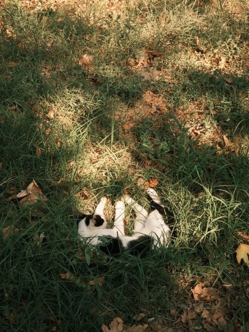 Free stock photo of adorable cat, adult cat, cute animal Stock Photo