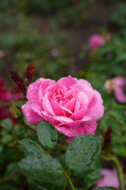 Free A close-up of a pink rose with rain droplets, showcasing its vibrant color and natural beauty. Stock Photo