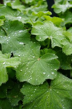 Close-up of dew-covered green leaves showcasing nature's freshness.