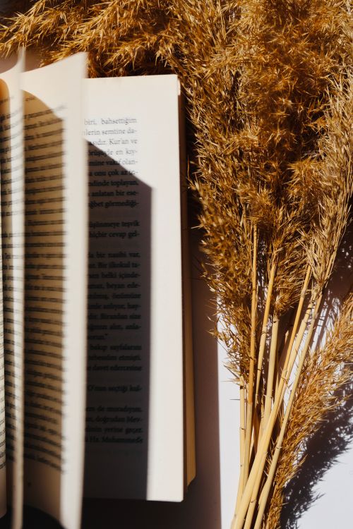 Free Open book and dried plants in sunlight casting shadows, creating a warm and calm mood. Stock Photo