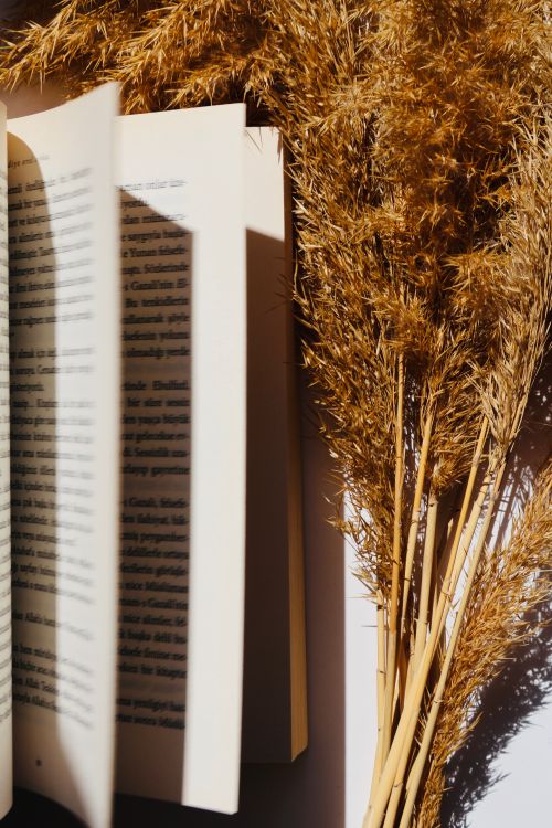 Free Beautiful sunlight casts shadows on an open book and dried grasses, creating a warm, natural scene. Stock Photo