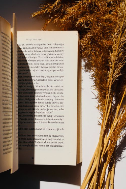 Free An open book with wheat stalks bathed in warm sunlight, casting shadows. Stock Photo