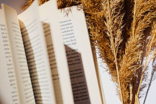 Free An open book with pampas grass catching sunlight, creating a warm, serene atmosphere. Stock Photo