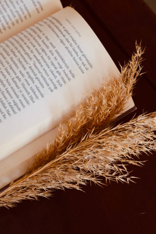 Free Open book with pampas grass on a wooden table suggesting a cozy reading scene. Stock Photo