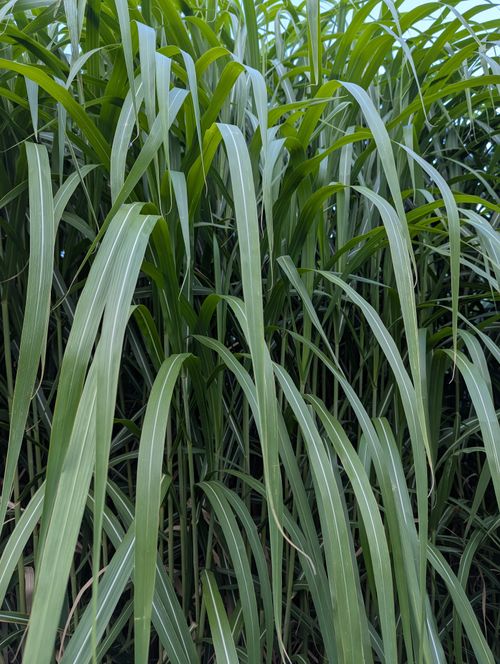 Free Vibrant lush green grass stems closely packed under daylight. Stock Photo