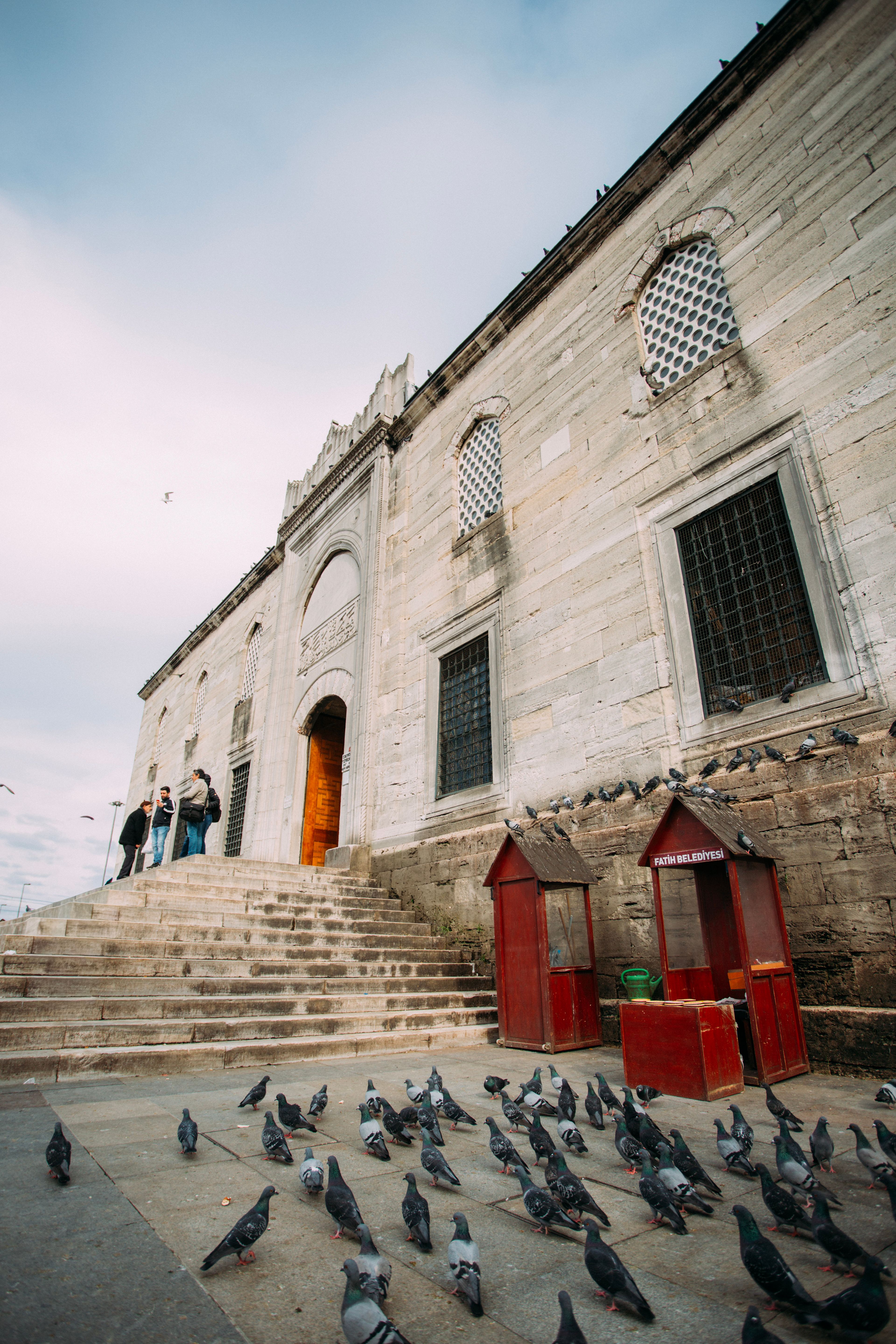 Pigeons gather at the entrance of a historic mosque in Istanbul, Türkiye, capturing a vibrant urban scene.