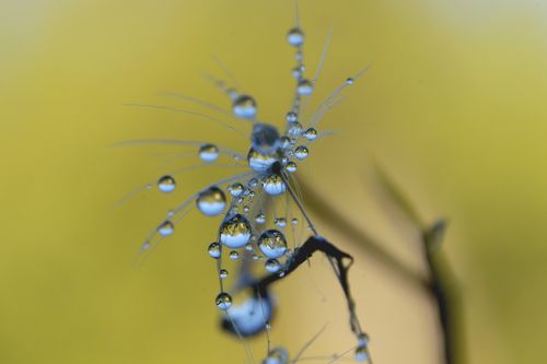 Free Close-up of dew-covered plant seedhead with water droplets reflecting the light in nature. Stock Photo
