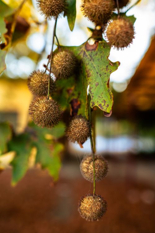 Free Detailed view of American Sycamore fruit and leaves in a fall setting, showcasing natural textures. Stock Photo