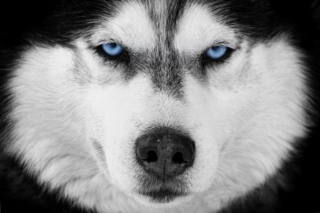 Free stock photo of blue eyes, dog, husky
