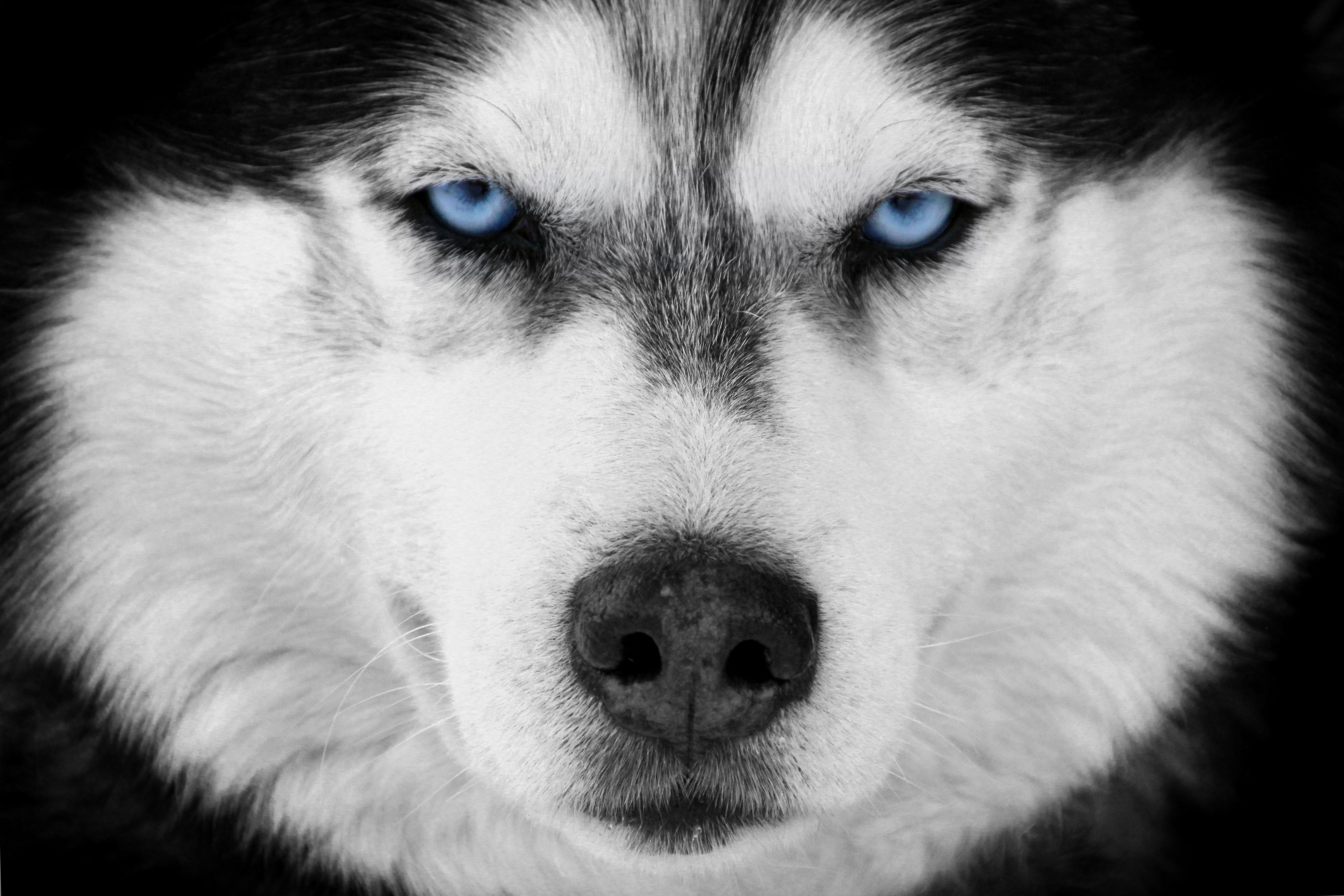 スピッツ – 気配りのある番犬兼伴侶犬