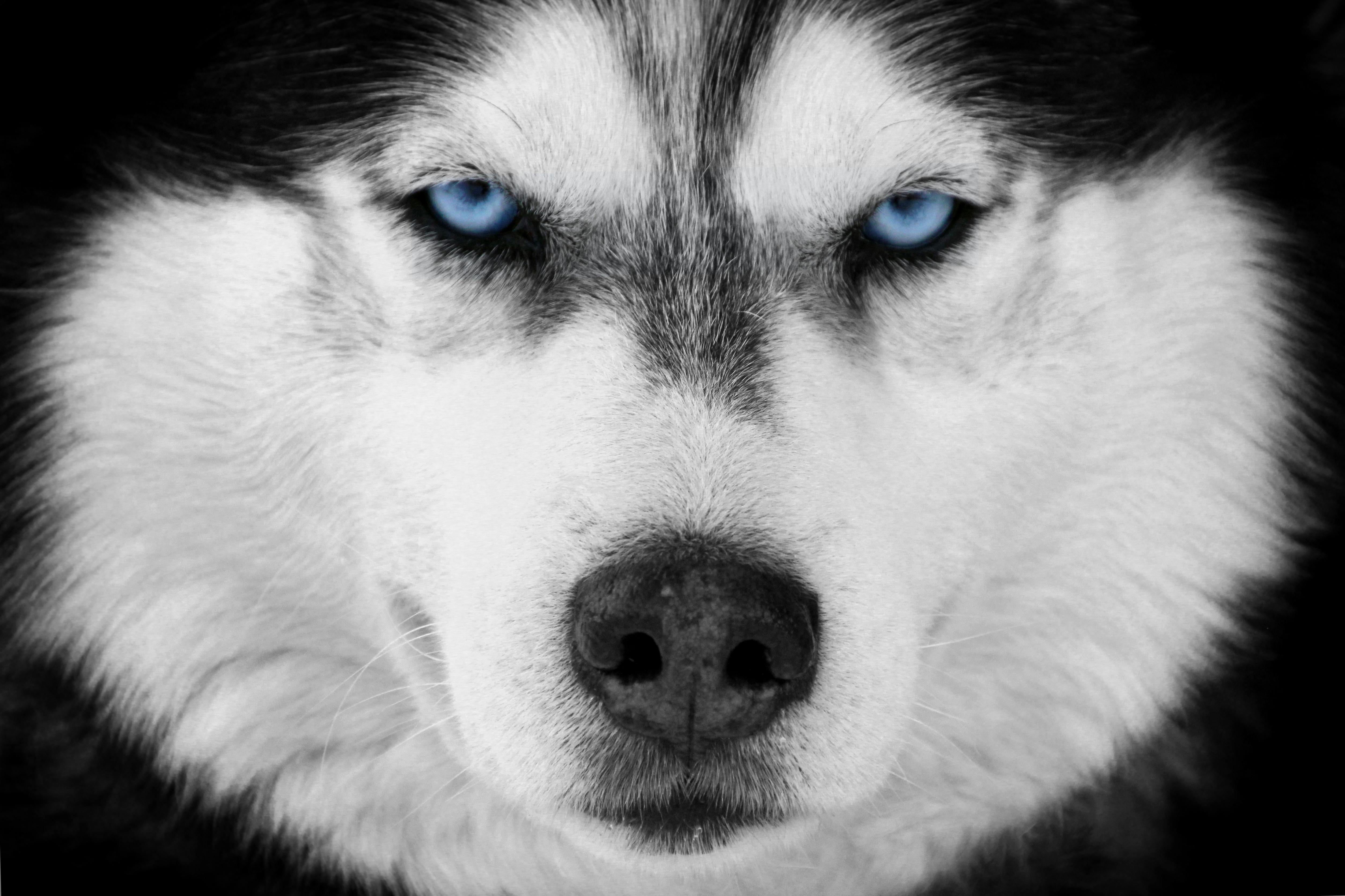 Kostenloses Foto zum Thema blaue augen, hund, husky