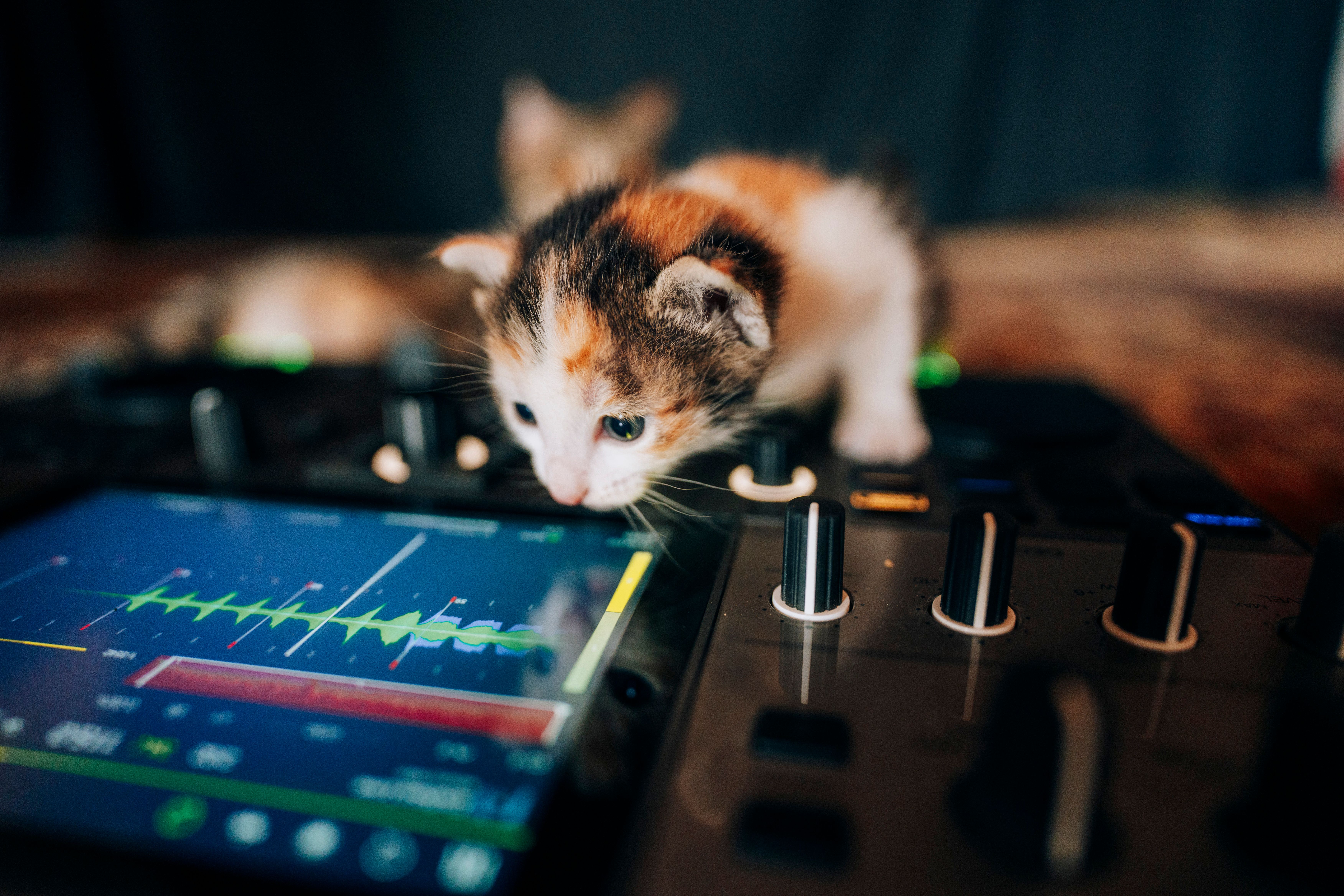 Adorable calico kitten curiously exploring a DJ controller in an artistic setup.