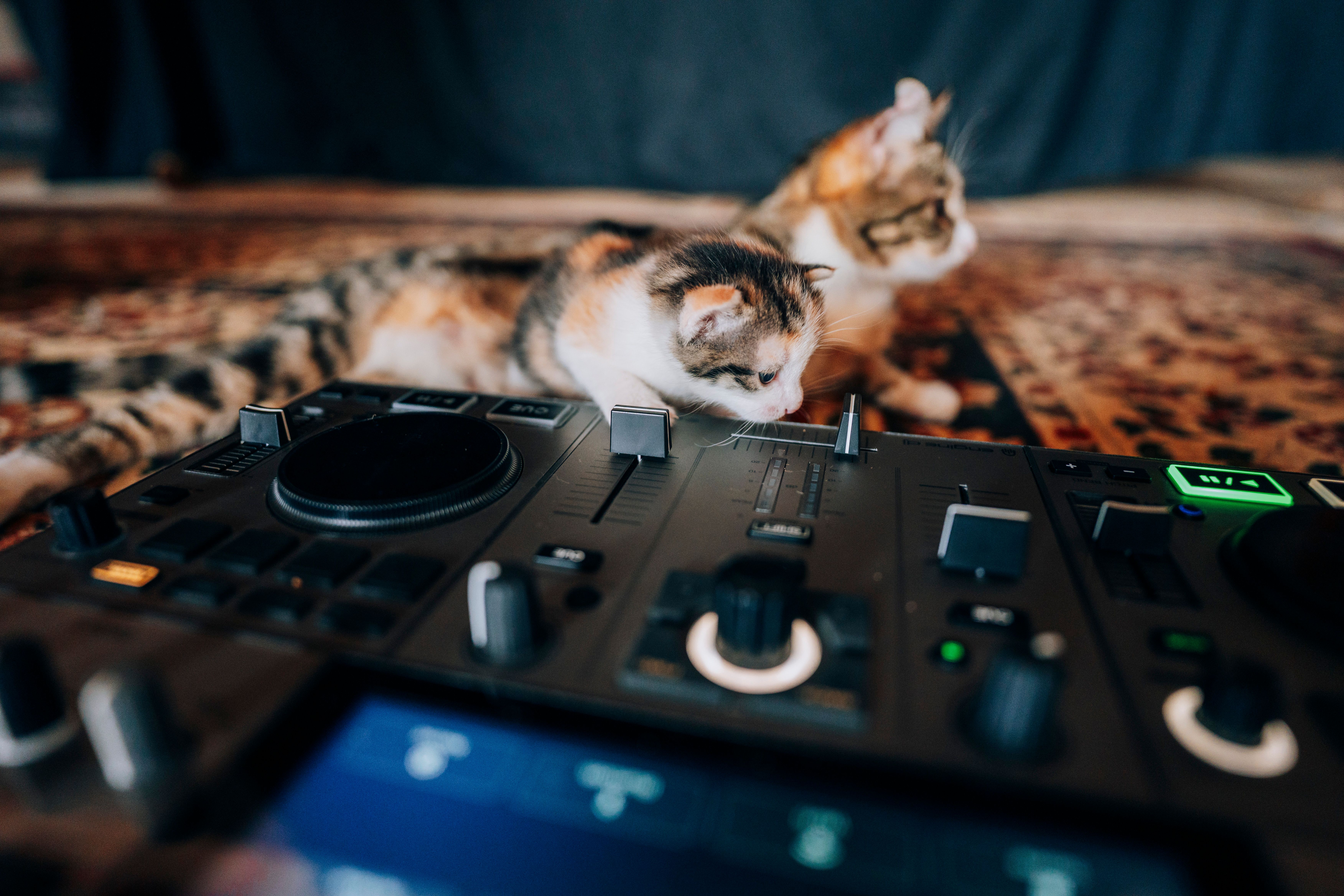Interactive Marketing Trends: Brands Embrace the 'Cat Knight
