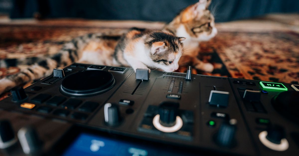 Interactive Marketing Trends: Brands Embrace the 'Cat Knight
