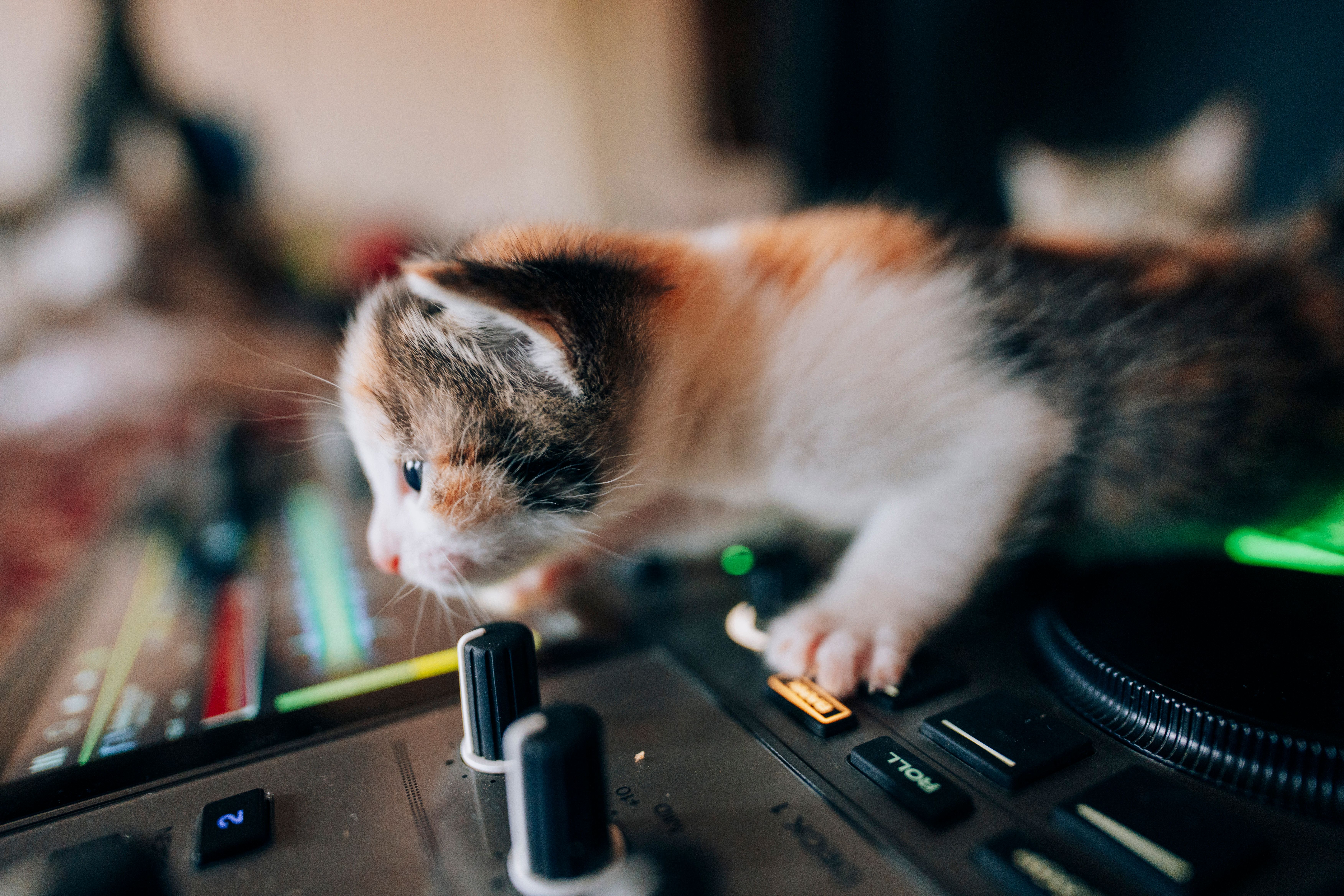 pet technology contact — Photo by Khusen Rustamov on Pexels