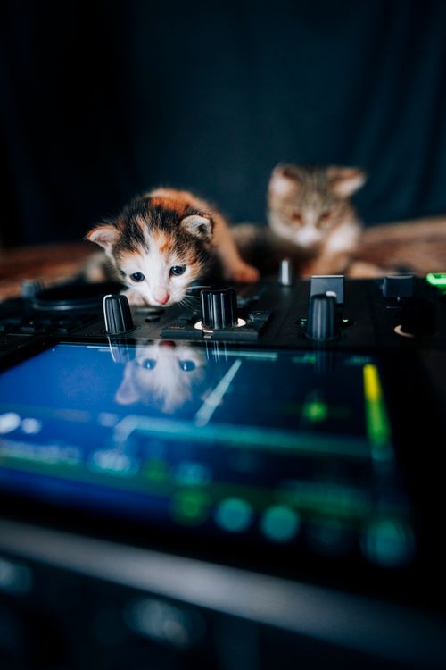 Free Adorable kittens curiously exploring a DJ controller, blending music and animal cuteness. Stock Photo