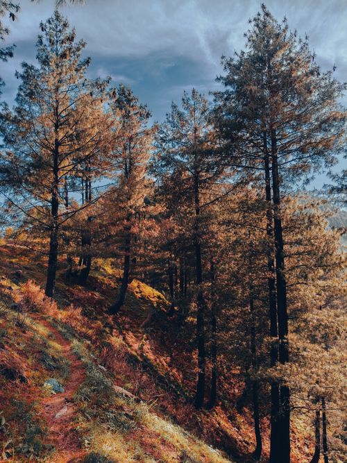 Free Explore the tranquil forest paths of Namli Maira, Pakistan, adorned with autumn foliage under warm sunlight. Stock Photo