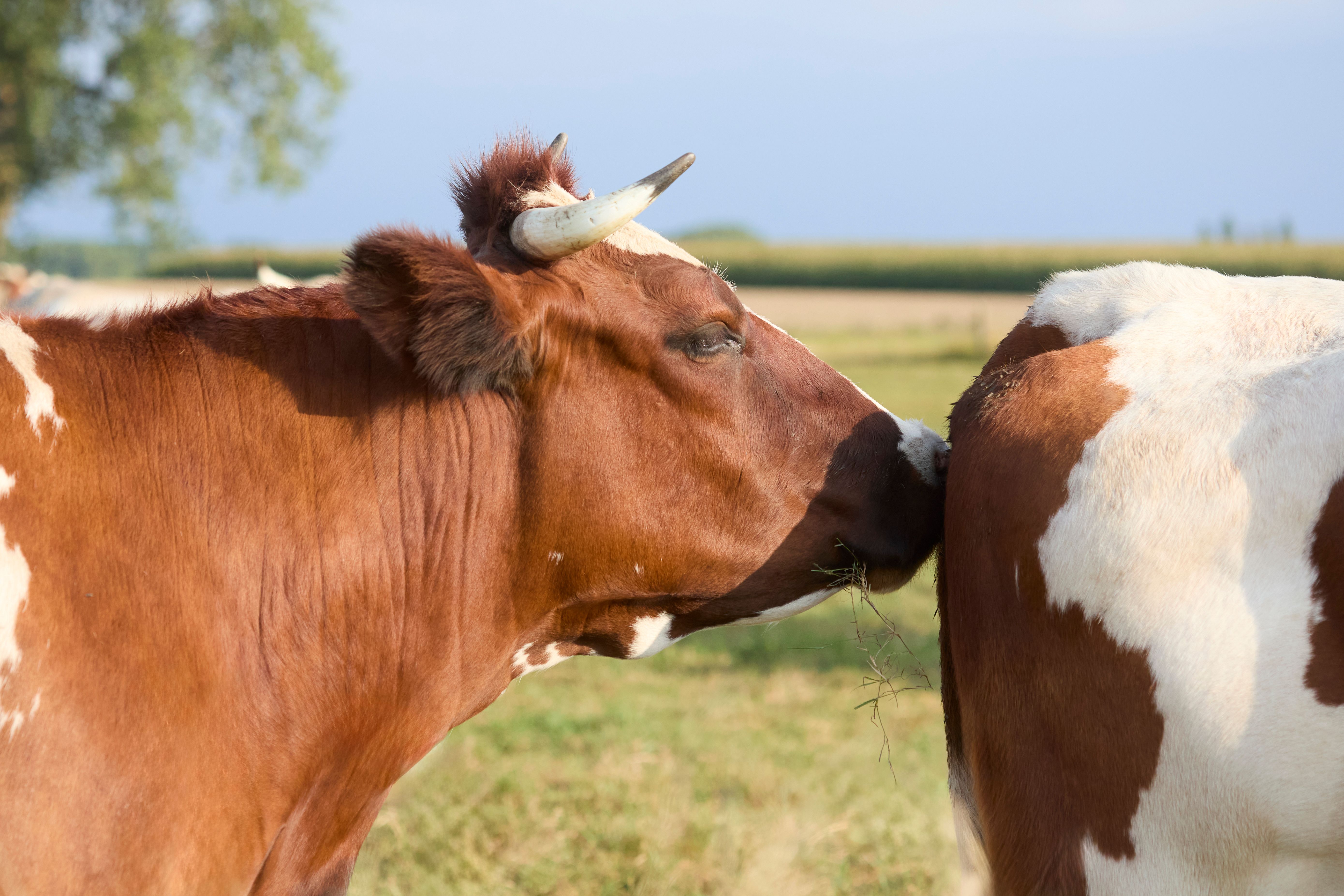 What Is the Best Way to Understand and Manage Cow Behavior?