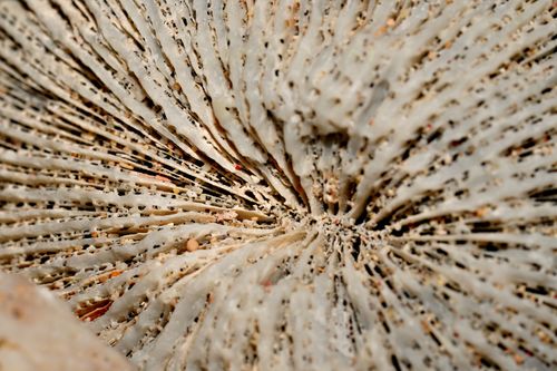 Free Detailed macro shot highlighting intricate coral patterns and textures. Stock Photo