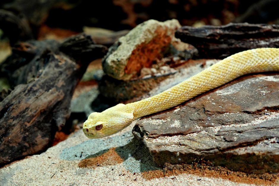 A close-up of a yellow snake slithering over rocks in a desert-like environment.