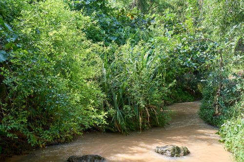 Free Explore a serene tropical stream surrounded by lush greenery in Phan Thiet, Vietnam. Stock Photo