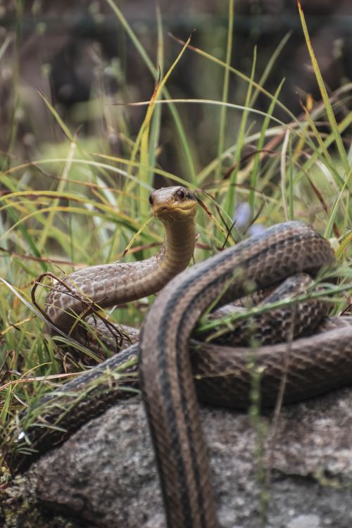 Free A brown snake coiled on a rock surrounded by wild grass, displaying its natural habitat. Stock Photo