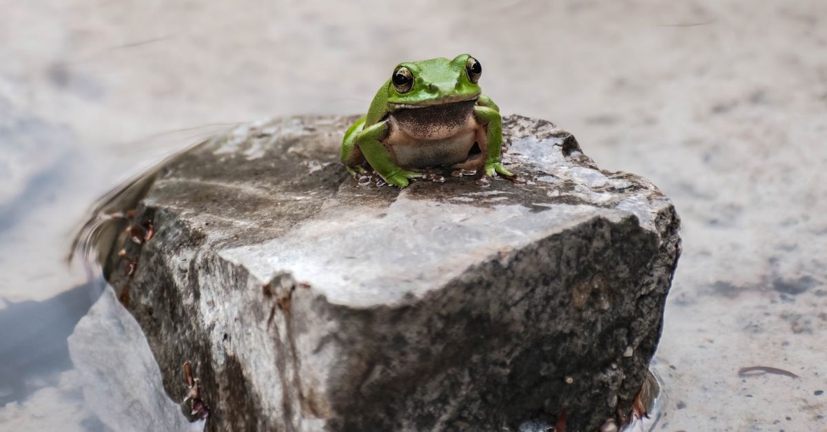 Close-up of a green frog perched on a rock in a serene water setting, capturing nature's tranquility.