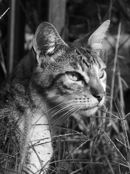 Free Black and white portrait capturing the serene gaze of a tabby cat in natural surroundings. Stock Photo
