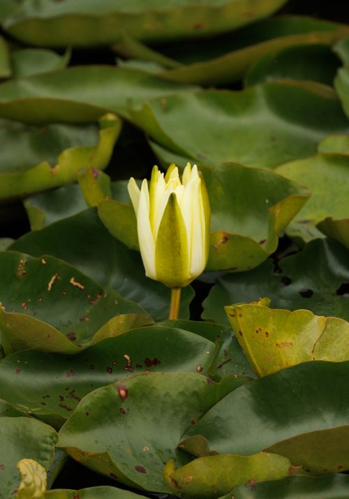 Free Close-up of a yellow water lily budding among large green leaves in a pond. Stock Photo