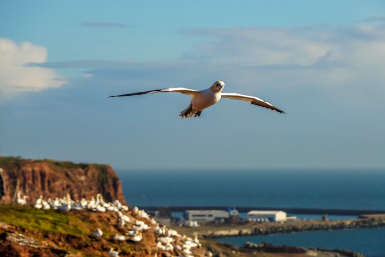 Northern Gannet Flying