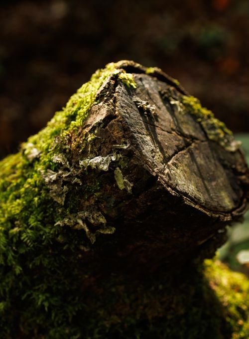 Free A detailed close-up of a moss-covered tree stump in a lush forest setting. Stock Photo