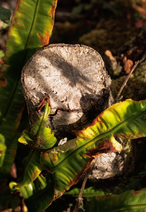 Free Tree stump surrounded by vibrant green ferns in a sunlit forest scene. Stock Photo