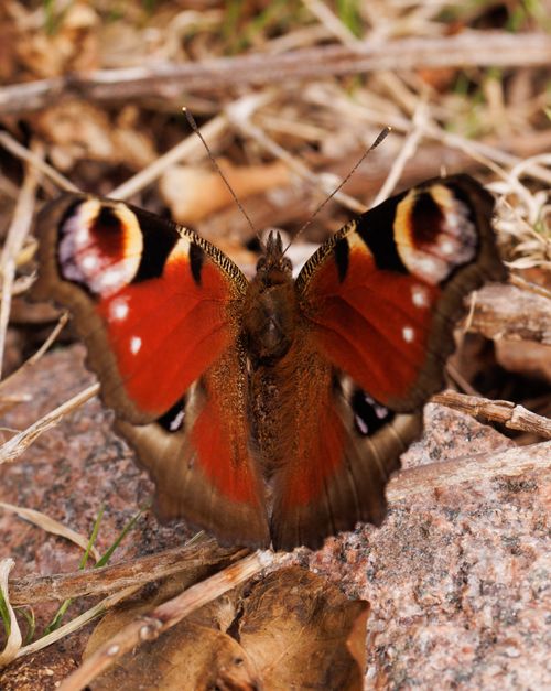 Free Detailed macro shot of a colorful peacock butterfly resting on a stone surface. Stock Photo