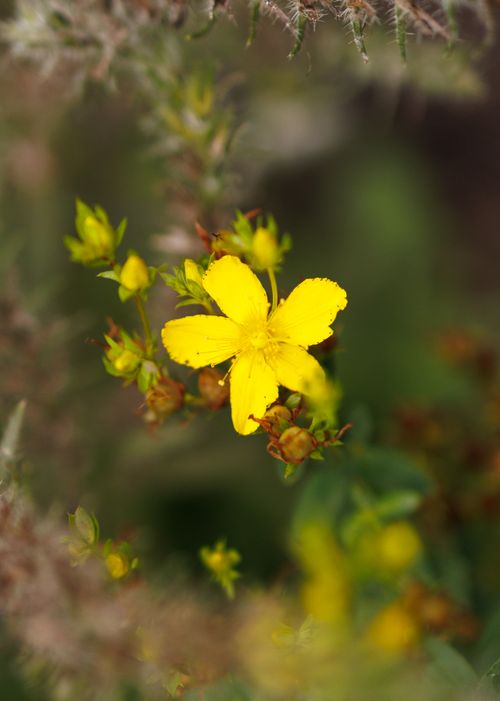 Free Close-up of a vivid yellow St. John's Wort flower amid blurred greenery, showcasing nature's beauty. Stock Photo