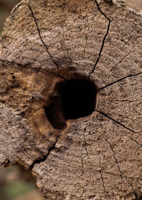Free Intricate details of a tree trunk with central hollow, showcasing natural textures. Stock Photo