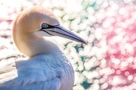 Northern Gannet Close Up Photography