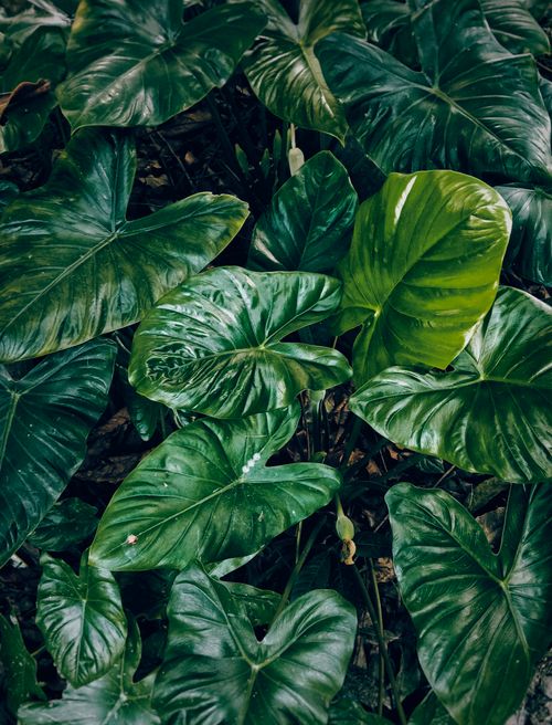 Free Vibrant green leaves fill the frame, showcasing natural tropical foliage. Stock Photo