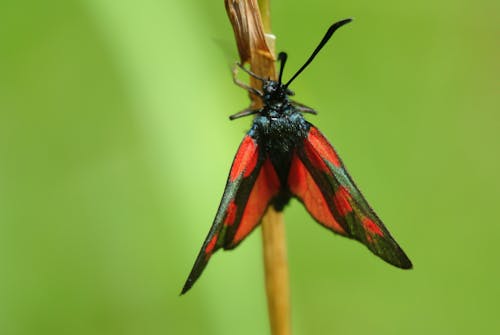 Free stock photo of fotografia makro, motyl owad
