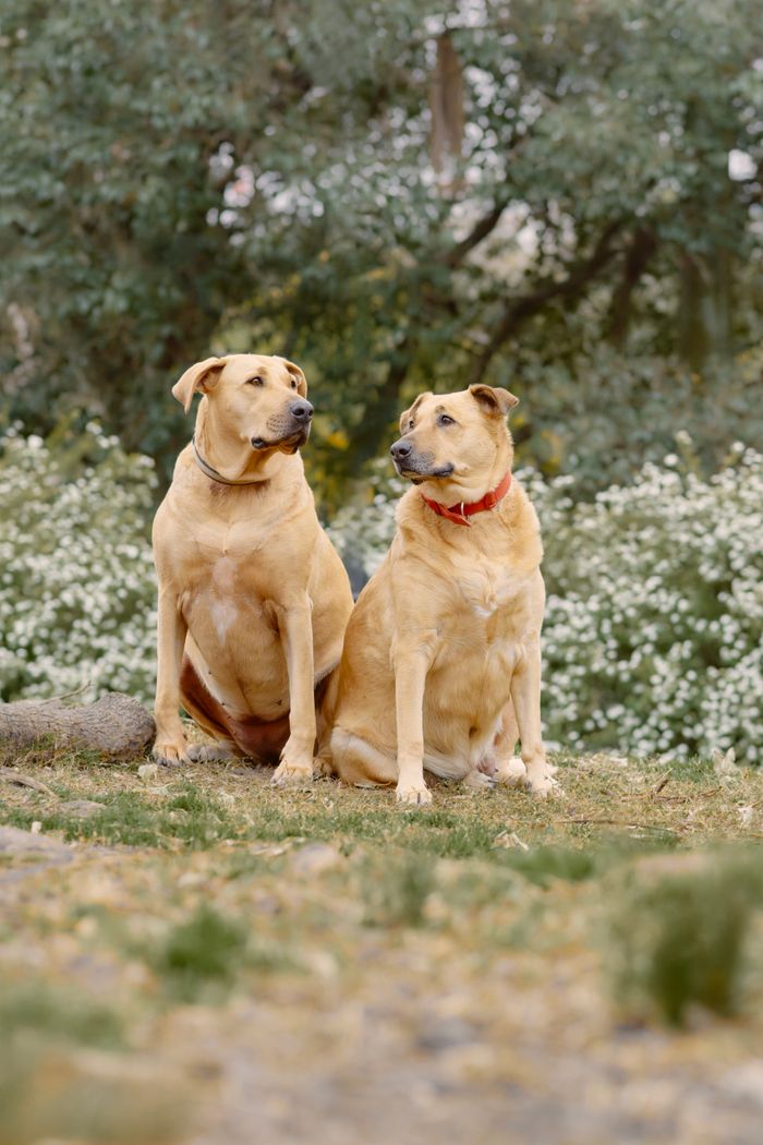 Dogs looking for a new home