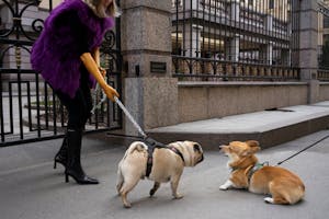 Woman In Purple Fur Vest Walking Her Dog