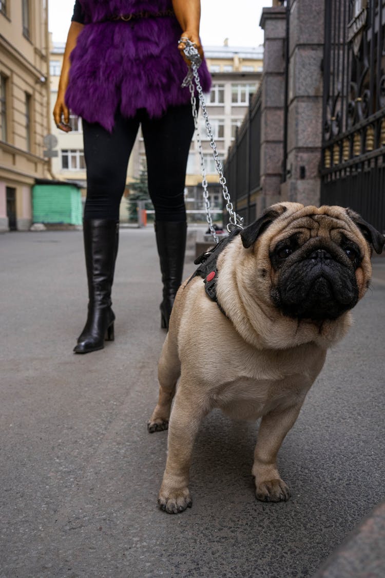 Fawn Pug With Chain Leash