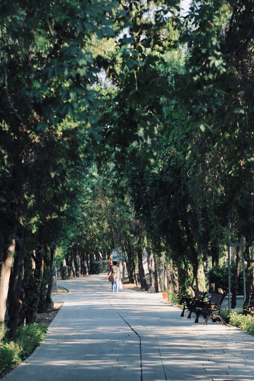 Free Peaceful park pathway surrounded by lush trees under a clear sky. Stock Photo