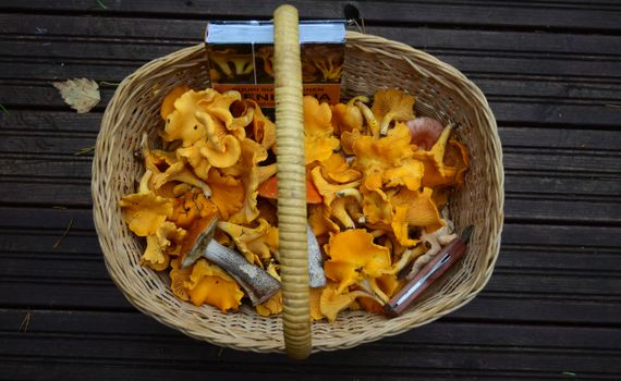 Freshly picked chanterelle mushrooms in a wicker basket on a wooden deck in Sastamala, Finland.