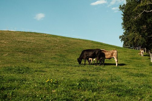 Free A serene landscape of cows grazing on a lush green pasture under a clear blue sky. Stock Photo