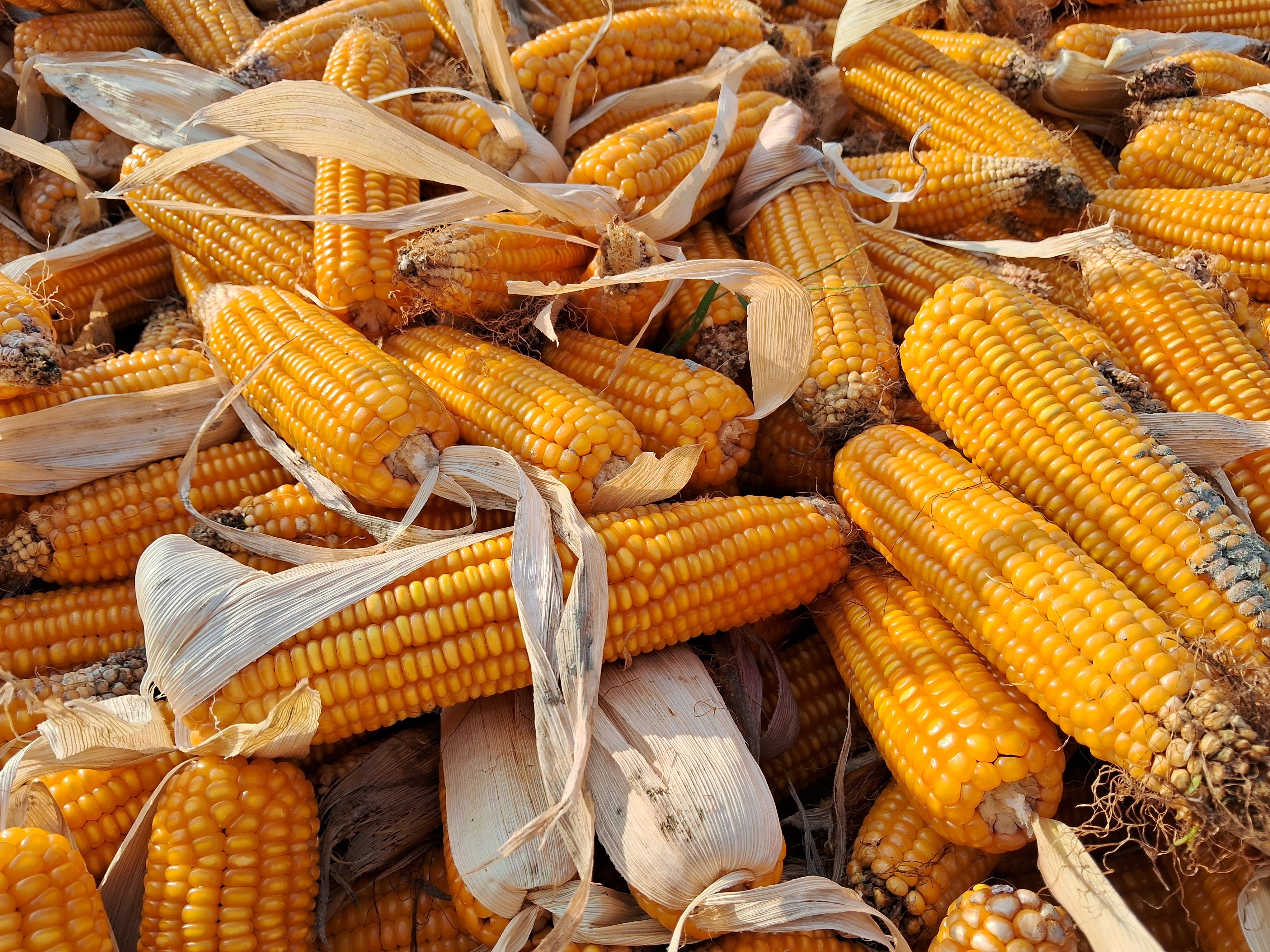 Maize