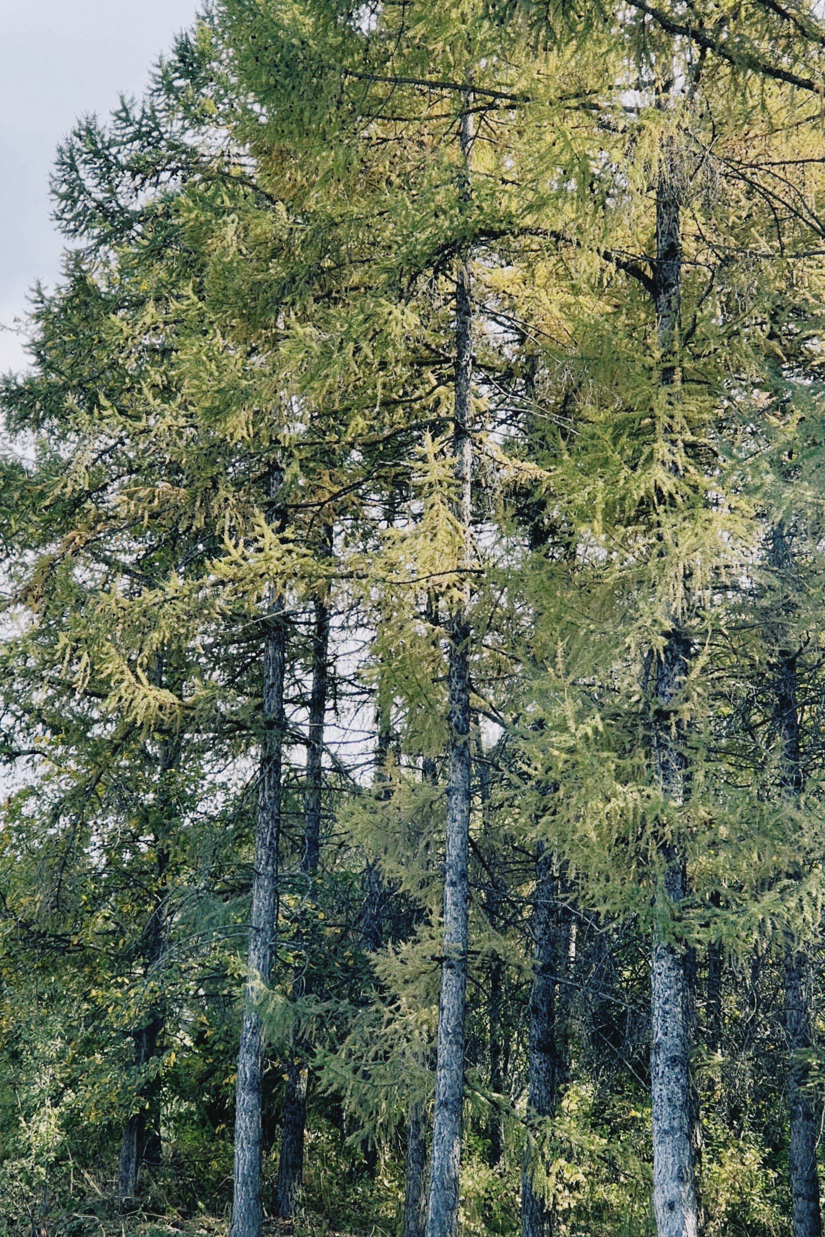 Serene view of tall larch trees in a vibrant forest in Talgar, Kazakhstan, during early autumn.