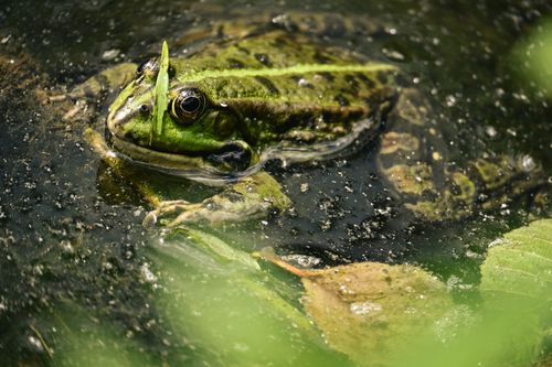 Free Close-up of a European Green Frog in a pond, surrounded by leaves and water reflections Stock Photo
