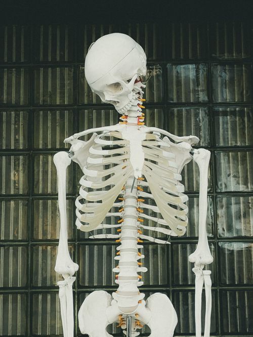 Free Anatomical human skeleton model displayed against a textured glass wall background. Stock Photo