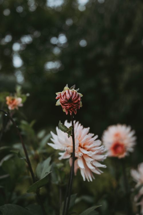 Free Close-up of vibrant dahlia flowers blooming in a Polish garden, showcasing nature's beauty during summer. Stock Photo