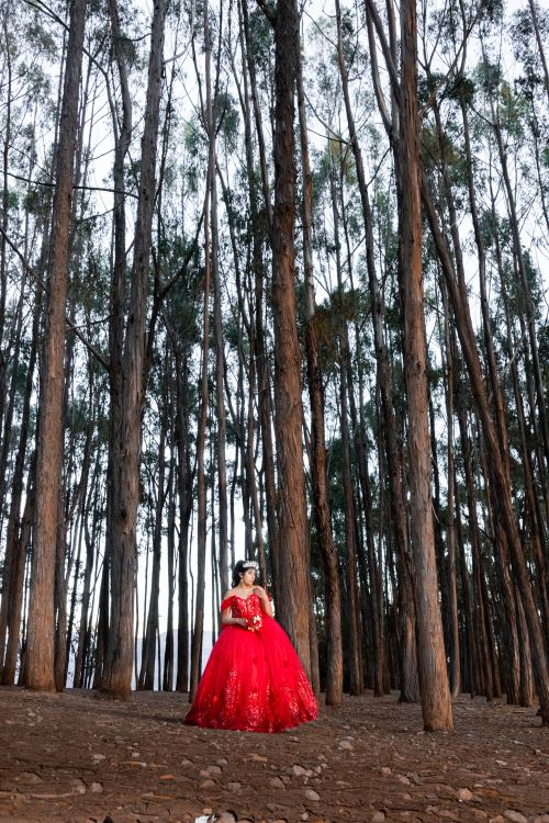 Free A woman in a stunning red gown stands elegantly among tall forest trees, creating a dramatic scene. Stock Photo
